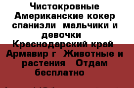 Чистокровные Американские кокер спаниэли  мальчики и девочки - Краснодарский край, Армавир г. Животные и растения » Отдам бесплатно   